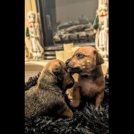 Dachshund (Smooth Haired)