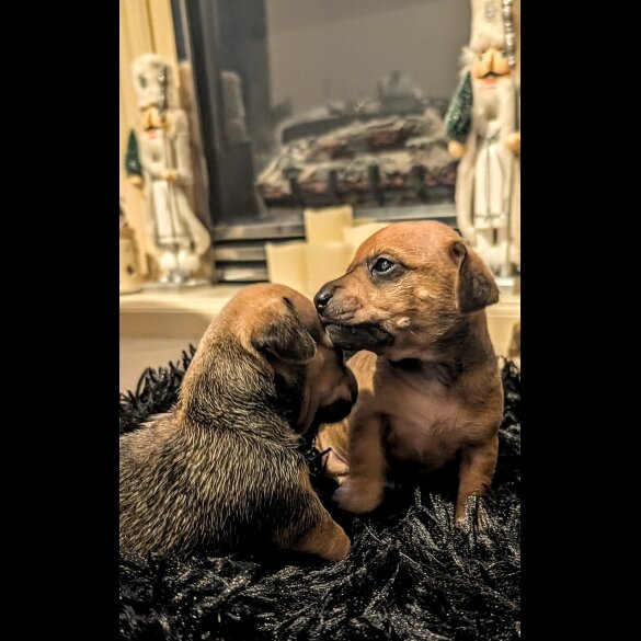 Dachshund (Smooth Haired)