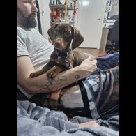 Dachshund (Smooth Haired)