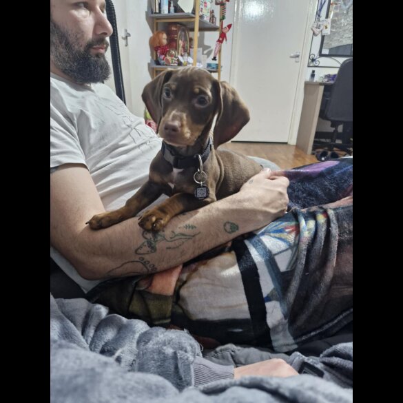 Dachshund (Smooth Haired)