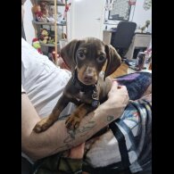 Dachshund (Smooth Haired)