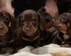Dachshund (Smooth Haired)