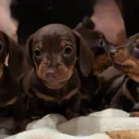 Dachshund (Smooth Haired)