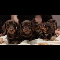 Dachshund (Smooth Haired)