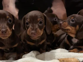 Dachshund (Smooth Haired)