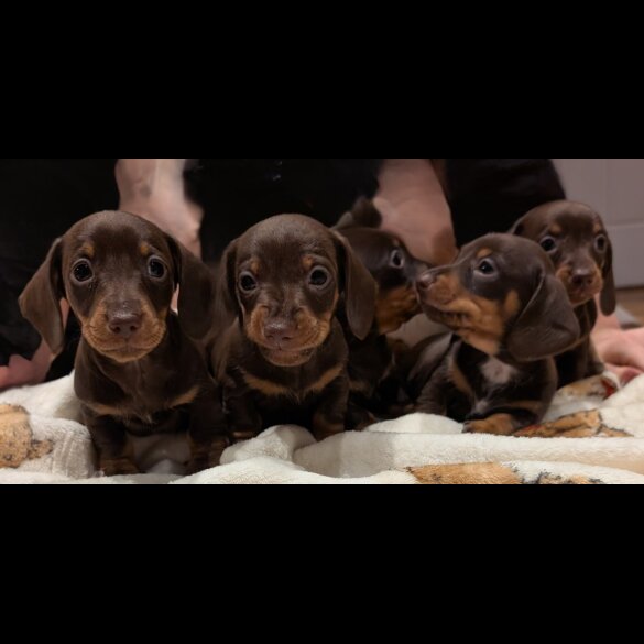 Dachshund (Smooth Haired)