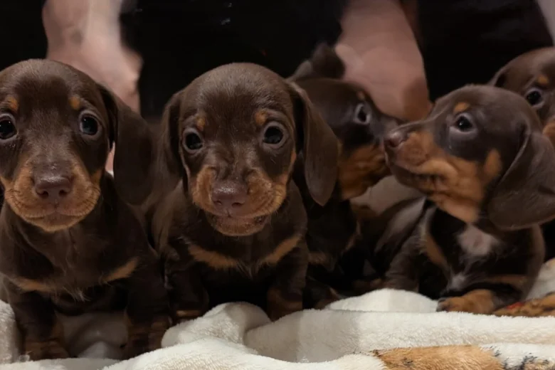 Dachshund (Smooth Haired)