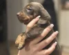 Dachshund (Smooth Haired)