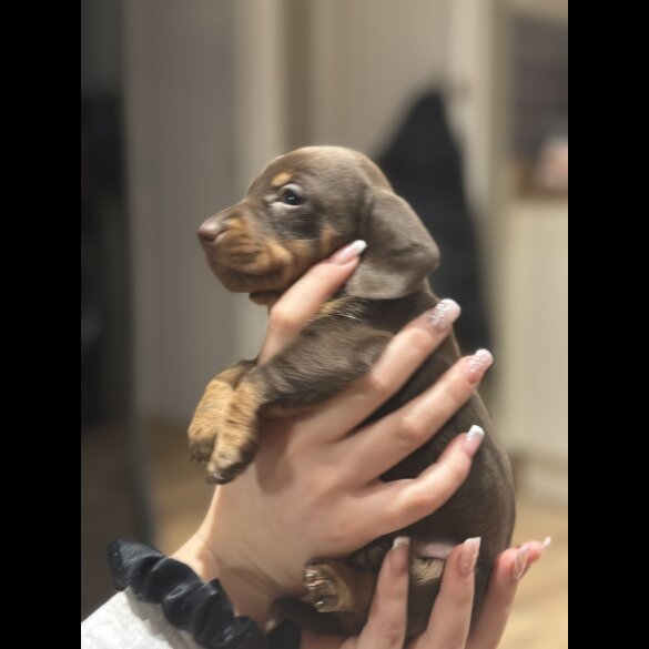 Dachshund (Smooth Haired)