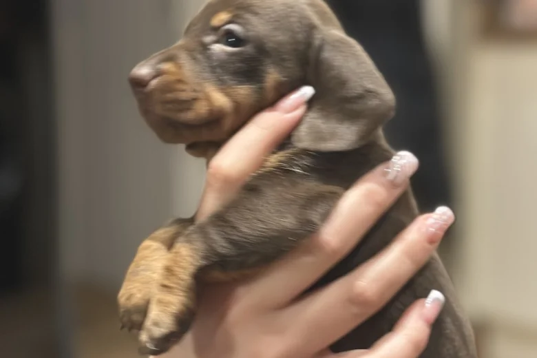 Dachshund (Smooth Haired)