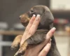 Dachshund (Smooth Haired)