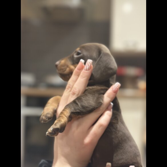 Dachshund (Smooth Haired)