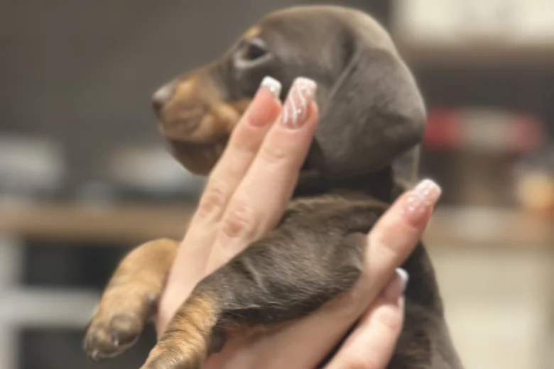 Dachshund (Smooth Haired)