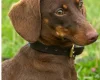 Dachshund (Smooth Haired)