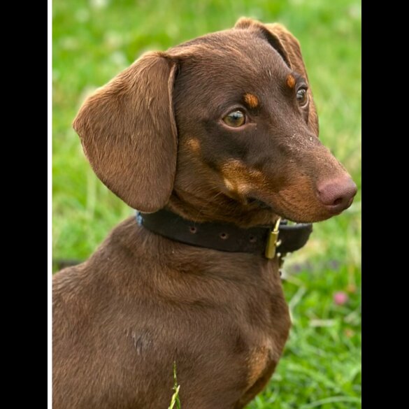 Dachshund (Smooth Haired)