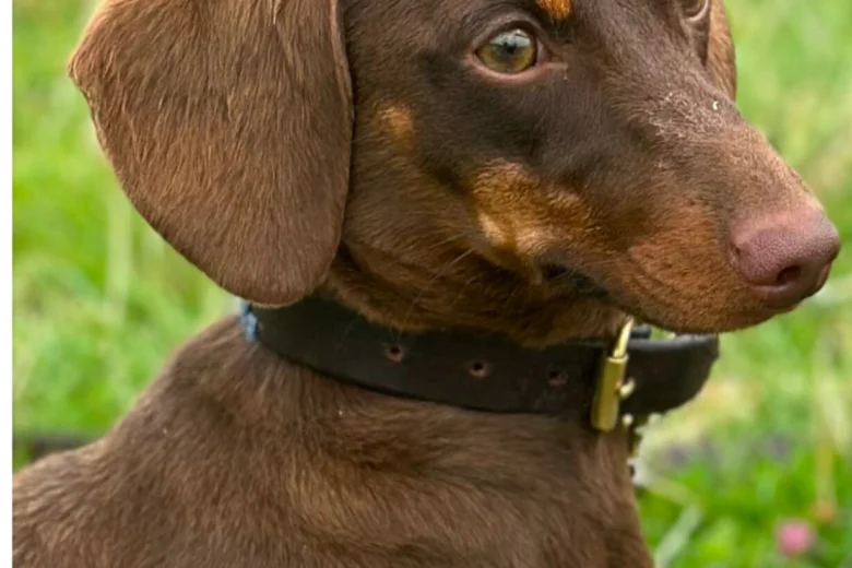 Dachshund (Smooth Haired)
