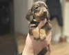 Dachshund (Smooth Haired)