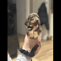 Dachshund (Smooth Haired)
