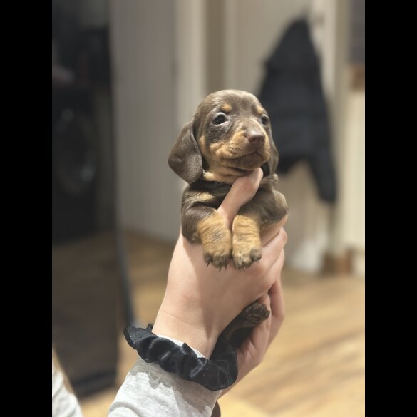 Dachshund (Smooth Haired)