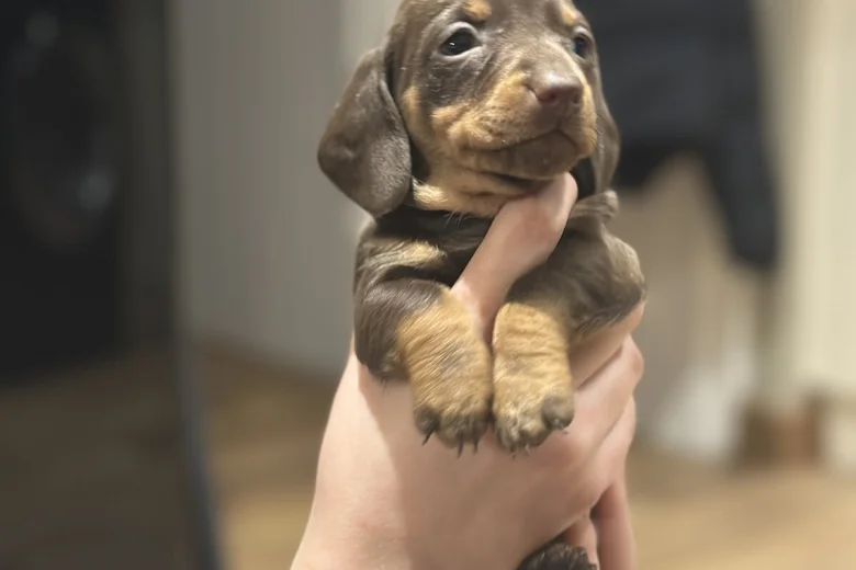 Dachshund (Smooth Haired)
