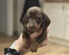 Dachshund (Smooth Haired)