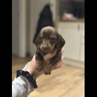 Dachshund (Smooth Haired)