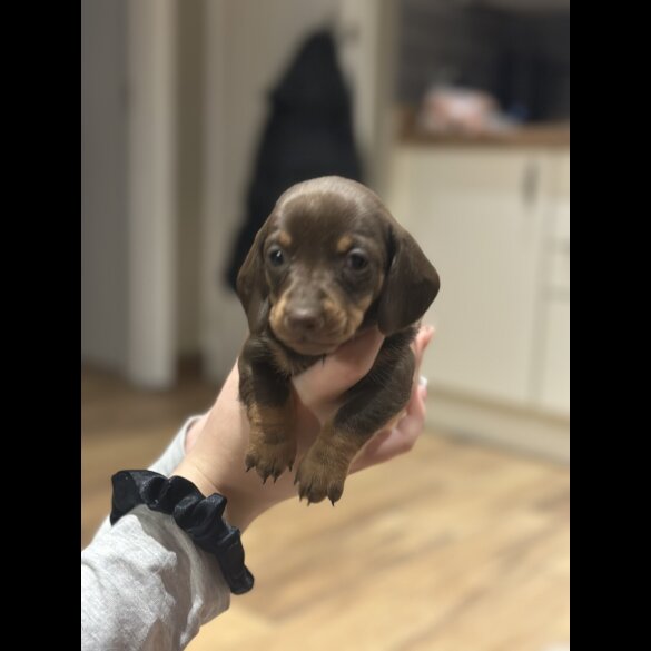 Dachshund (Smooth Haired)