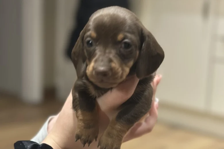 Dachshund (Smooth Haired)