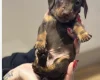 Dachshund (Smooth Haired)