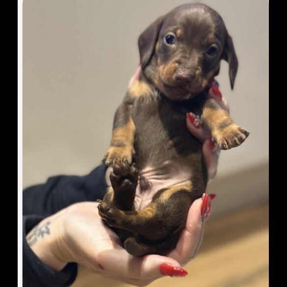 Dachshund (Smooth Haired)