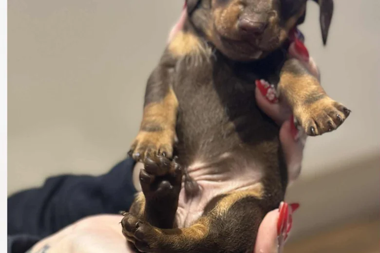 Dachshund (Smooth Haired)
