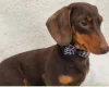 Dachshund (Smooth Haired)