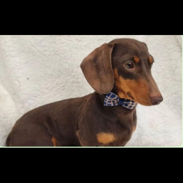 Dachshund (Smooth Haired)