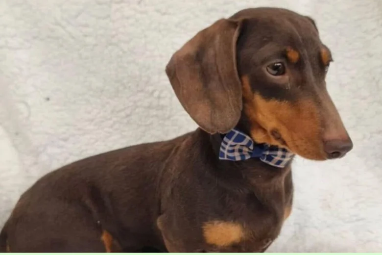 Dachshund (Smooth Haired)