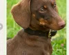 Dachshund (Smooth Haired)