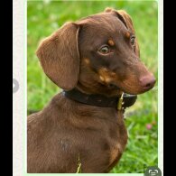 Dachshund (Smooth Haired)