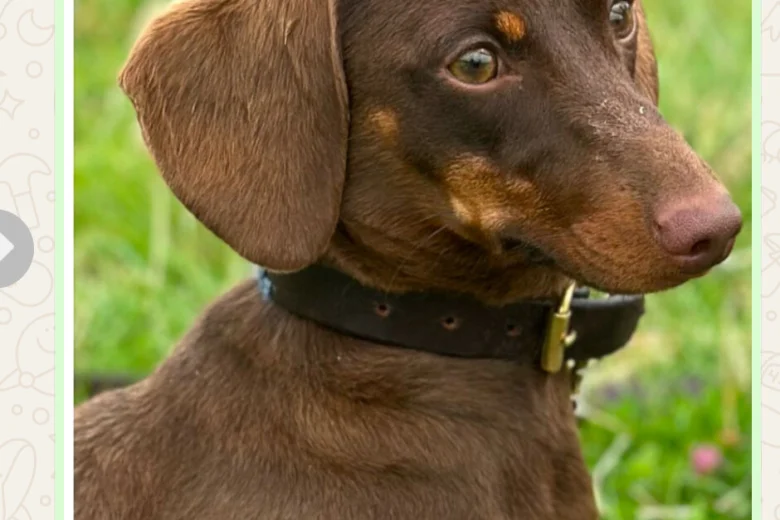Dachshund (Smooth Haired)