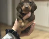 Dachshund (Smooth Haired)