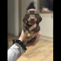 Dachshund (Smooth Haired)