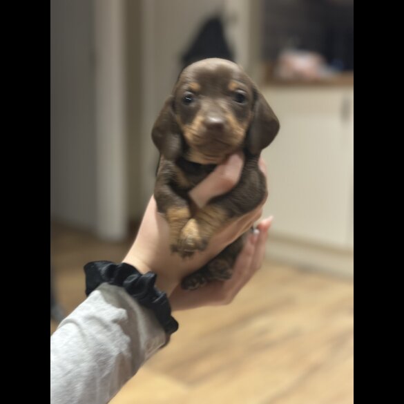 Dachshund (Smooth Haired)