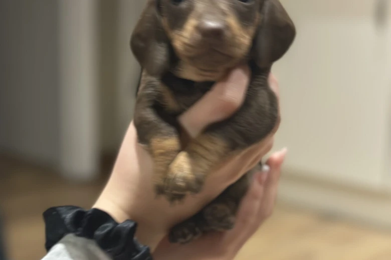 Dachshund (Smooth Haired)
