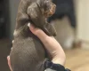 Dachshund (Smooth Haired)