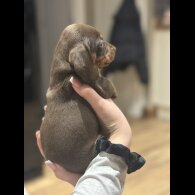 Dachshund (Smooth Haired)