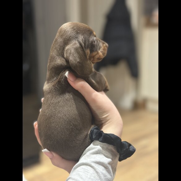 Dachshund (Smooth Haired)