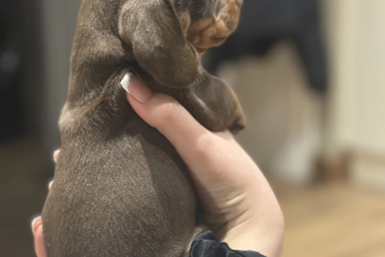 Dachshund (Smooth Haired)