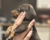Dachshund (Smooth Haired)
