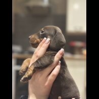 Dachshund (Smooth Haired)