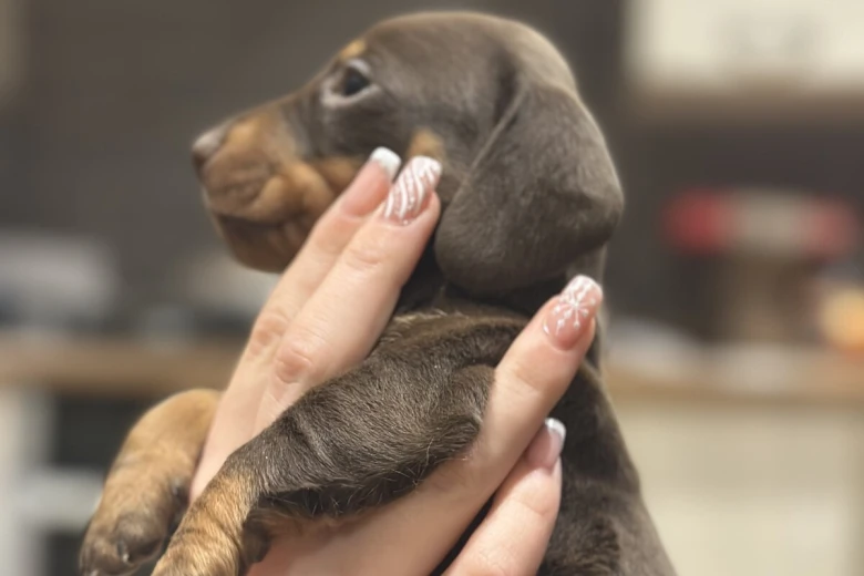 Dachshund (Smooth Haired)