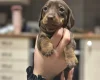 Dachshund (Smooth Haired)