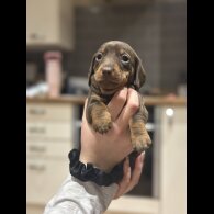 Dachshund (Smooth Haired)